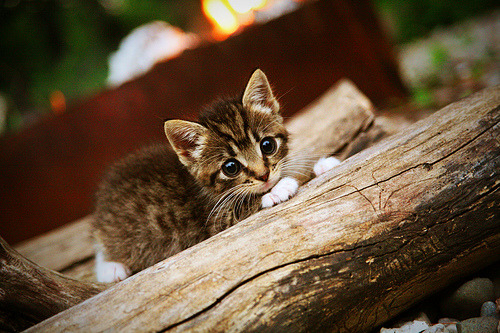 中国足球体能储备与后半场失球关联，中国足球队体能测试标准