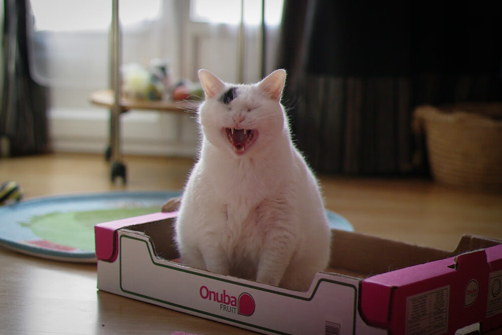 全国青少年武艺比赛释放青春热情,全国青少年俱乐部武术套路赛