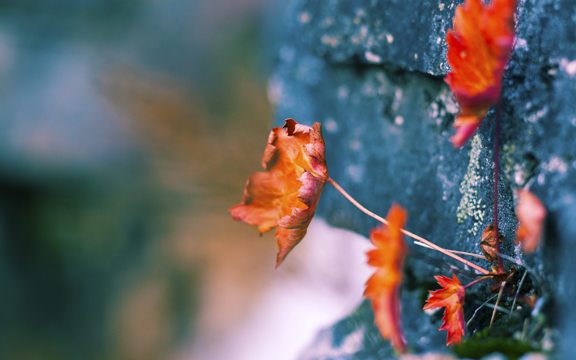 全国高山越野赛选手挑战极限天气,2021崀山越野赛