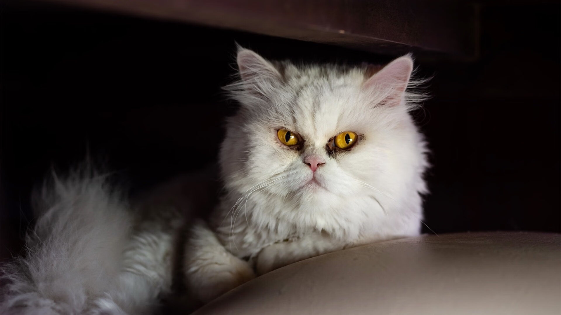 CBA球队打造视频战术库辅助备战,cba常用战术