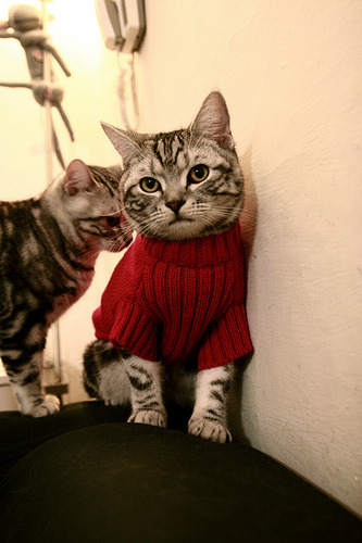 三国交锋：中国仰泳缺乏爆点