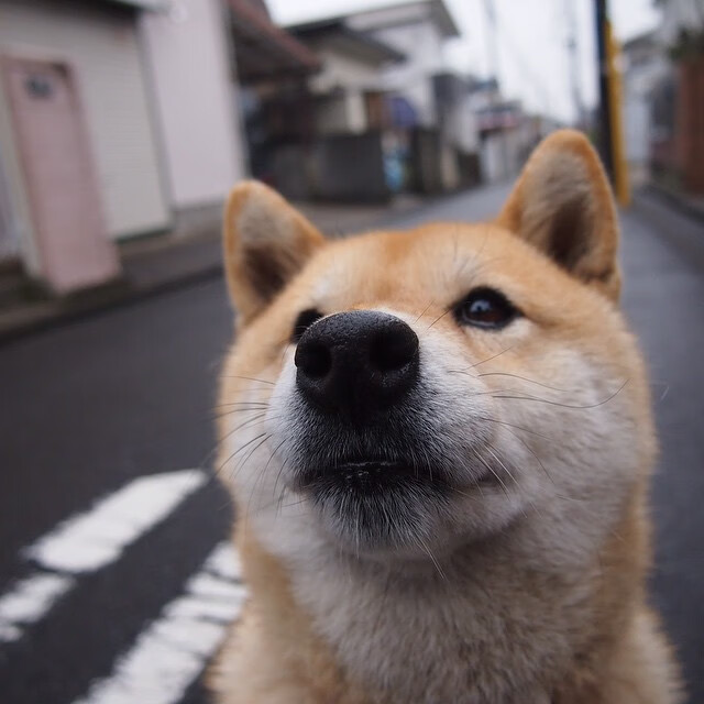 华体会在线登录-博洛尼亚加强边线突破扩大进攻面，博洛尼亚ds