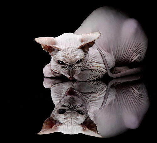 华体会登录地址-职业联赛替补球员上场时间分配不科学，替补球员从哪上场