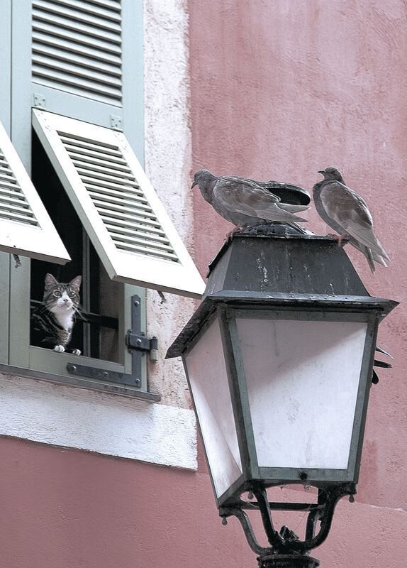 “埃尔斯·霍斯特成为南非橄榄球队的防守标杆”