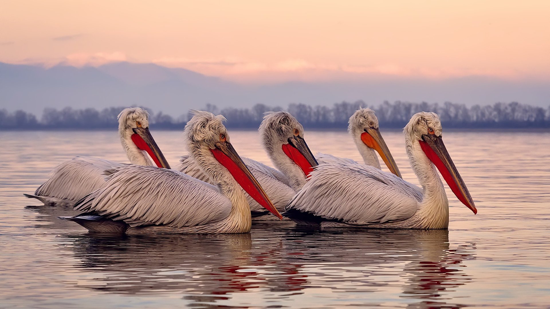 奥康纳的经验与技术是袋鼠队攻防转换的关键,奥康纳斯诺克简介