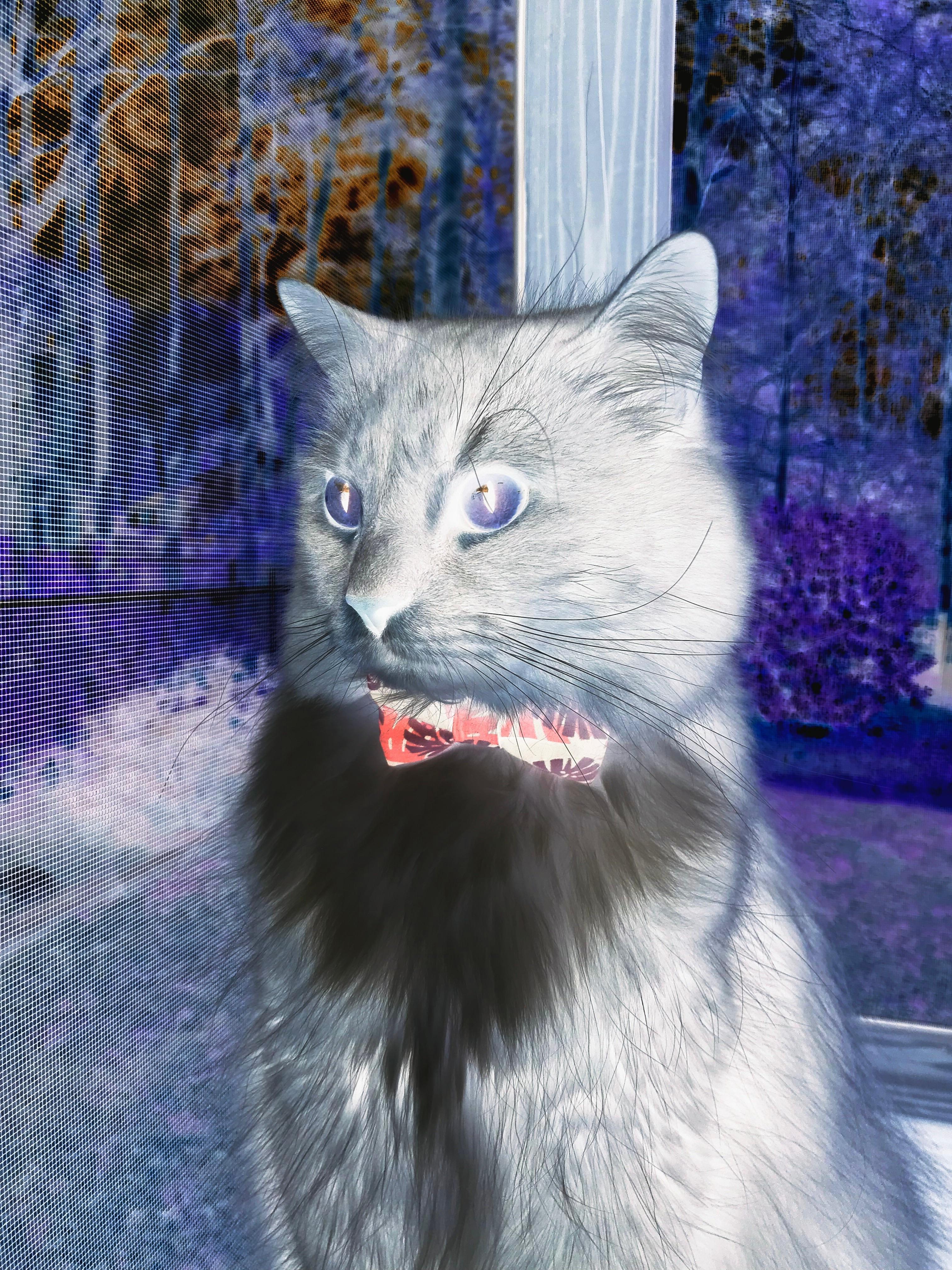 华体会官方网站-意甲快攻秒杀：瞬间突破，精彩不断！，意甲边路快马