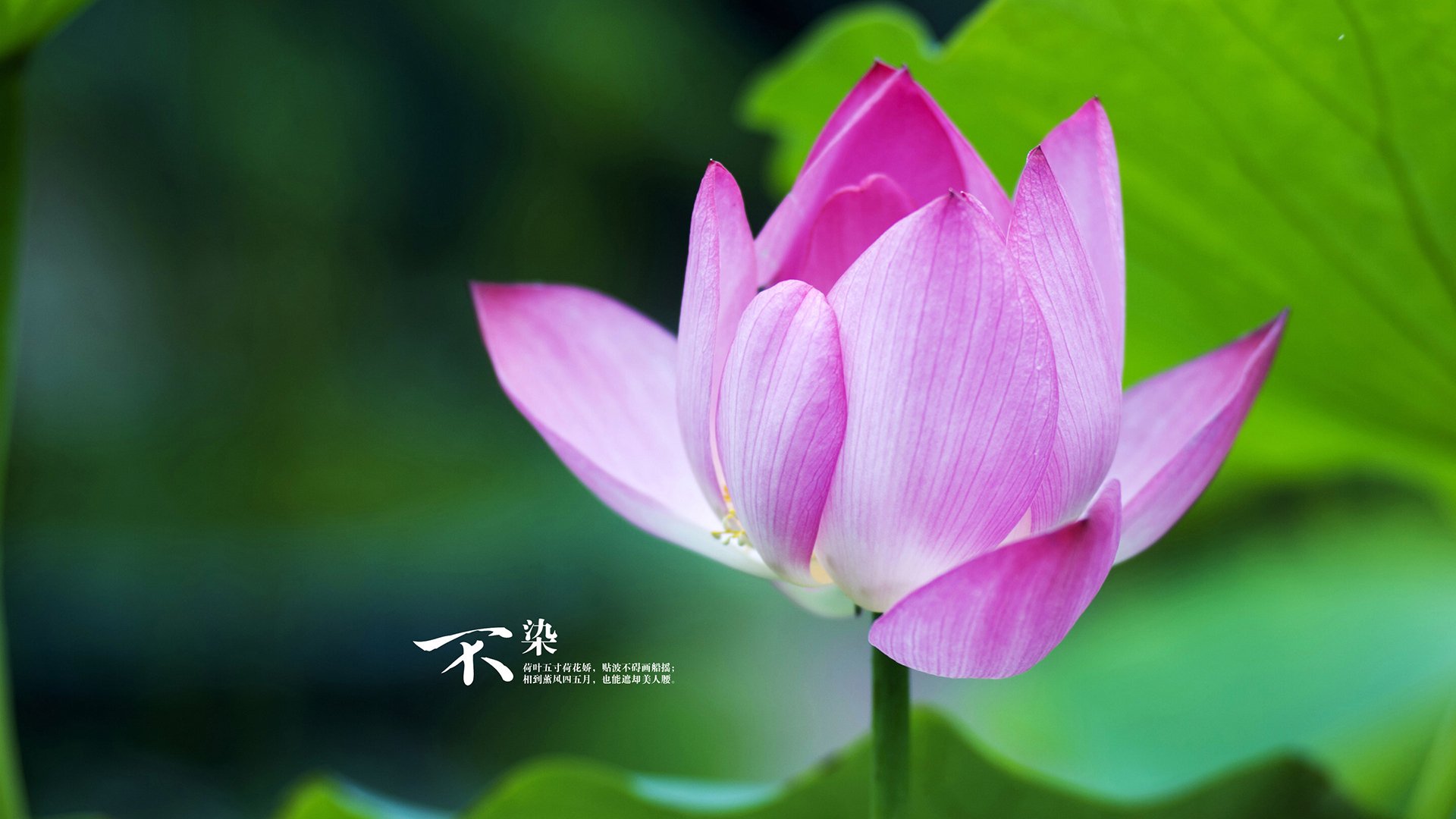 美洲杯大战瞬间：精彩片段集锦无限想象空间，美洲杯经典比赛