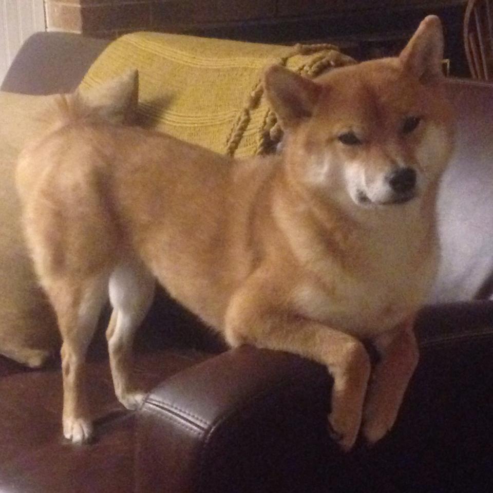 -自由泳选手转身技术精准，节省时间，自由泳转身技巧教程