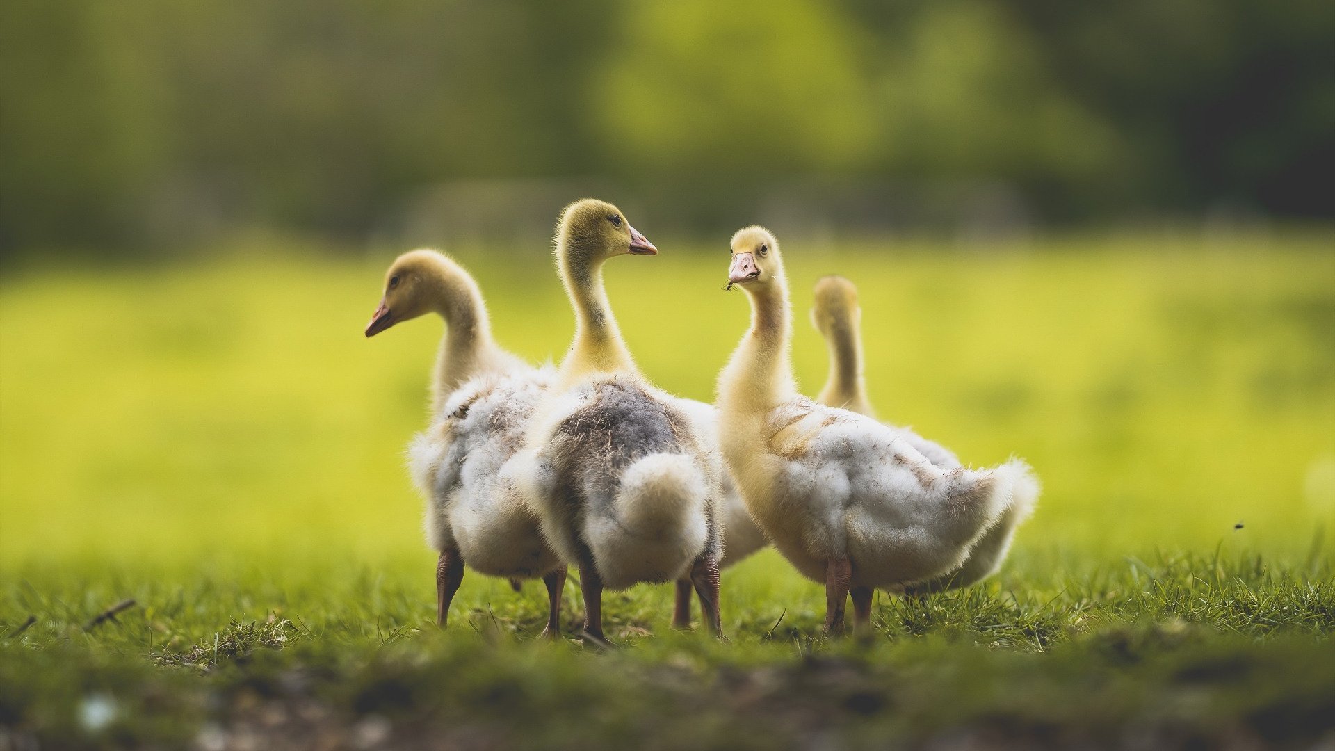 跳水赛场希腊稳健收官，希腊跳远夺冠
