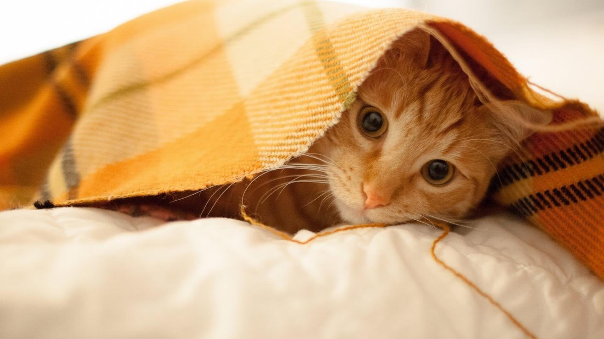 中国篮球文化在国际短视频平台上的传播情况,中外篮球文化