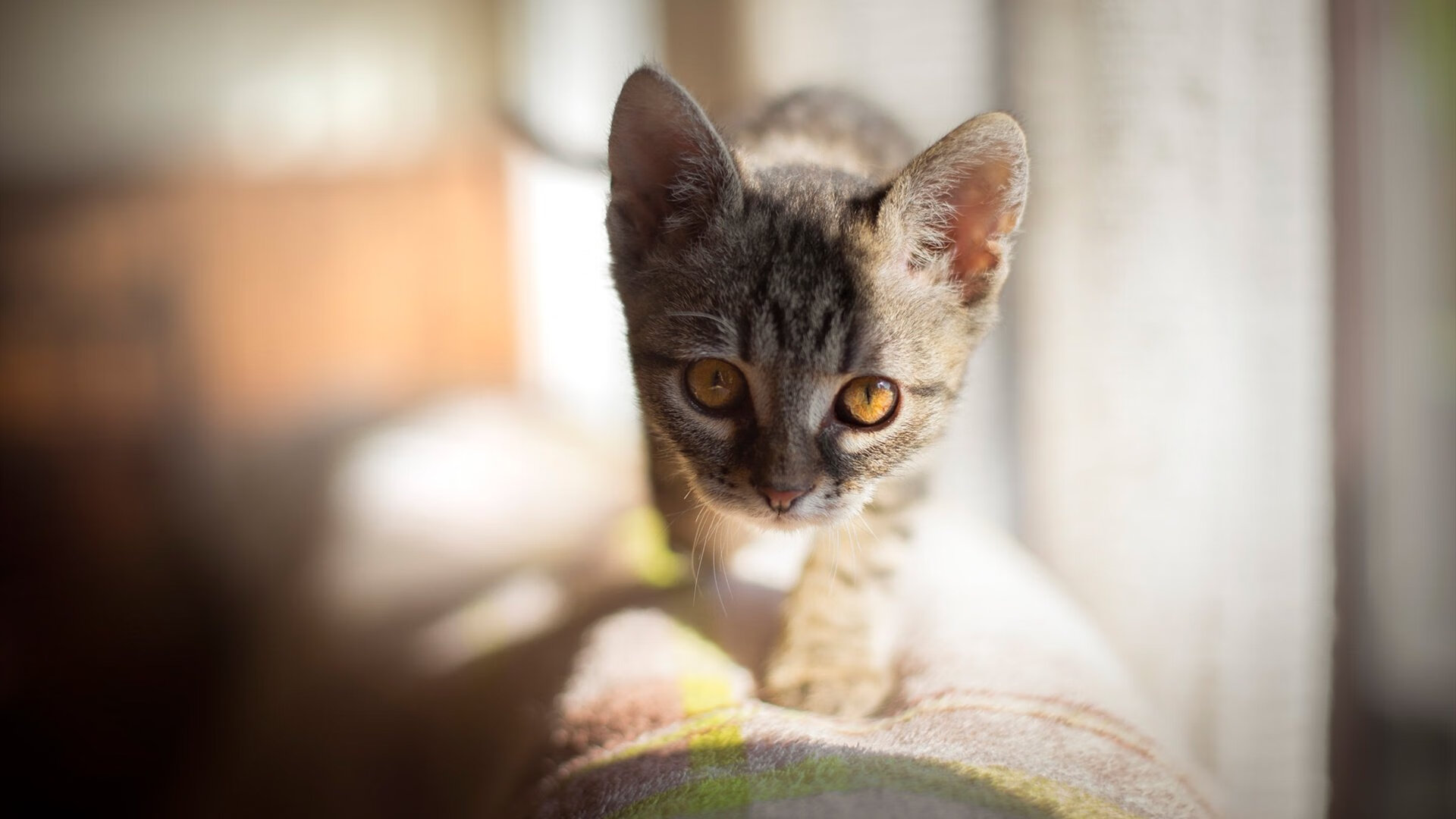 中国足球是否缺少真正的核心球员，中国足球有存在的必要吗