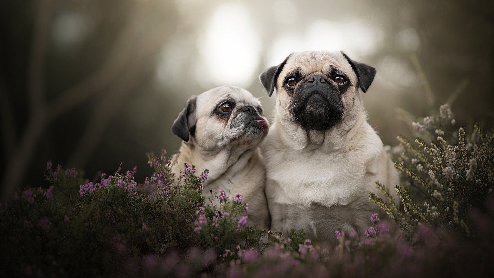 中网首轮惊现爆冷，张之臻负于资格赛阿特马纳，张之臻网球