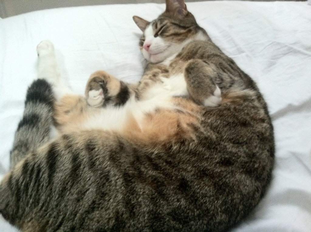 俱乐部与高校共建研究平台 共同推动运动科学发展，学校和俱乐部合作方式